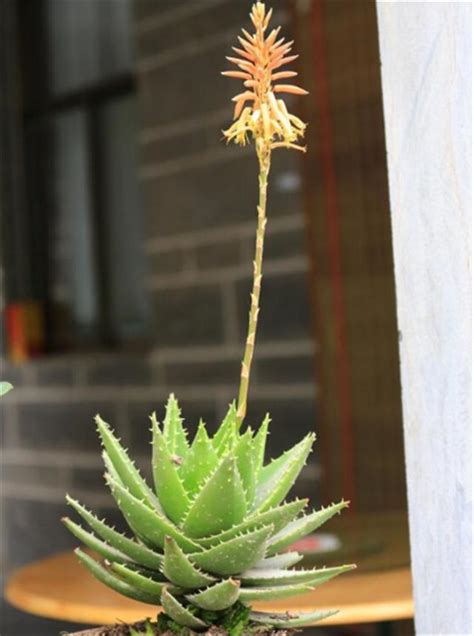 蘆薈開花好運到|你家蘆薈開過花？開花寓意「好運來」，掌握這點秘訣你家的也可。